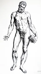 Les Planches du septième livre de De Humani Corporis Fabrica