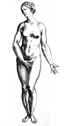 Les planches du septième livre de De Humani Corporis Fabrica
