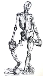 Les Planches du septième livre de De Humani Corporis Fabrica