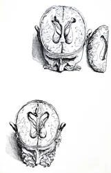 Les planches du septième livre de De Humani Corporis Fabrica