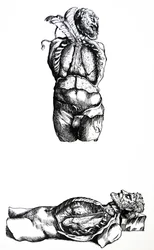 Les planches du sixième livre de De Humani Corporis Fabrica