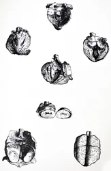 Les Planches du sixième livre de De Humani Corporis Fabrica