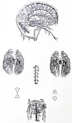 Les planches du troisième livre de De Humani Corporis Fabrica