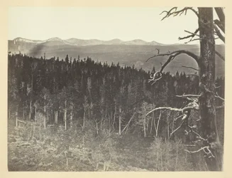 Ligne de neige et de bois, montagne de Medicine Bow