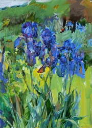 Des iris d