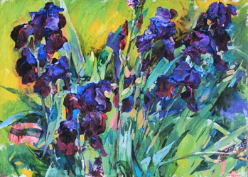 Iris d