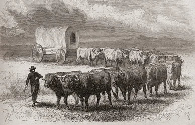 Conduite de bœufs à travers les grandes plaines d