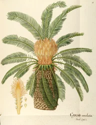 Palmier sagoutier (Cycas revoluta Thunb), Cycadaceae par Angela Rossi Bottione