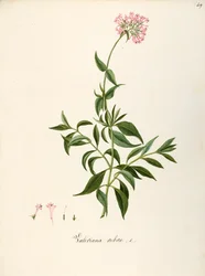 Valérianacées, Valériane rouge (Centranthus ruber), plante herbacée vivace pour parterres de fleurs ou jardins rocheux, spontanée en Italie, par Angela Rossi Bottione et collaborateurs, aquarelle