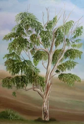 Eucalyptus d
