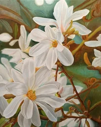 Magnolia blanc en fleur