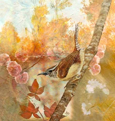 Troglodyte de Caroline en automne