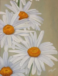 Des marguerites blanches pleines de gaieté