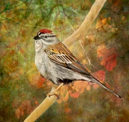 Le moineau des champs : son perchoir d