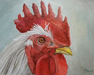 Tête de coq colorée