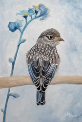 Un tendre oisillon de merle bleu