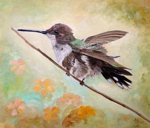 Colibri sur une branche