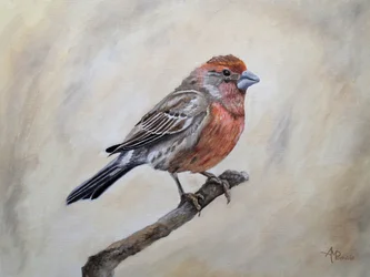 Un roselin familier perché
