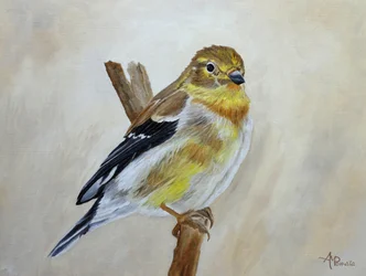 Un serin à ailes jaunes perché