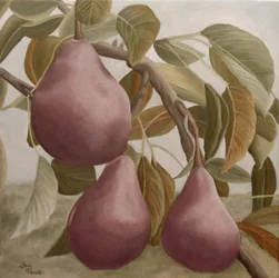 Poires violettes sur une branche