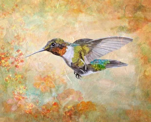 Colibri à gorge rubis