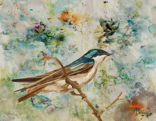 Hirondelle bicolore sereine