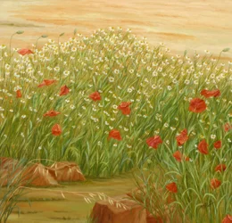 Coquelicots d