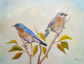 Deux merles bleus perchés