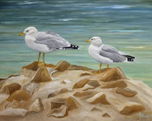 Deux mouettes côtières