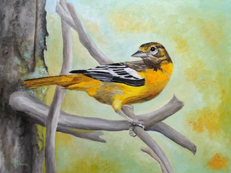 Un oriole aux couleurs vives, perché