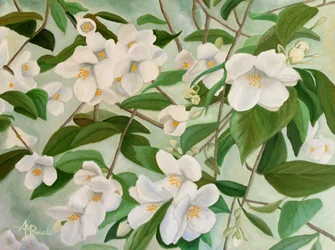 Fleurs de jasmin blanc