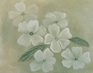 Primevère blanche
