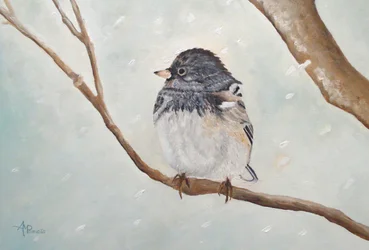 Le junco d