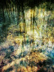 Réflexions sur la forêt (abstraites)