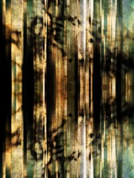 Ombres abstraites de la forêt