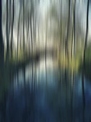 Reflets flous de la forêt