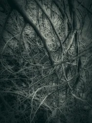 Branches sombres entrelacées