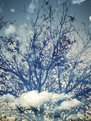 Des arbres sous un ciel bleu de rêve