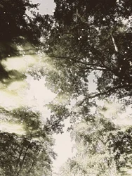 Lumière de la forêt enchantée