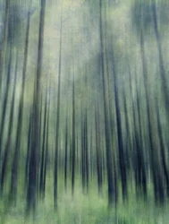 Lumière de la forêt éthérée
