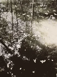 La lumière du soleil dans la forêt éthérée