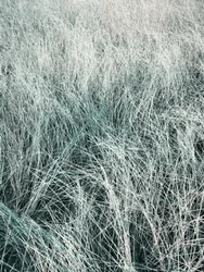 Herbe argentée ondulante