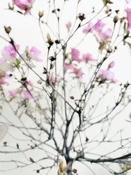Douces fleurs printanières