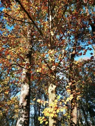 Les arbres aux couleurs de l