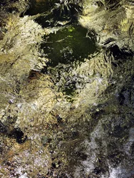 Reflets dorés
