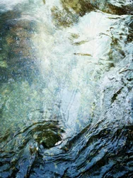 Forêt liquide (1)
