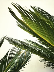 Feuilles tropicales luxuriantes