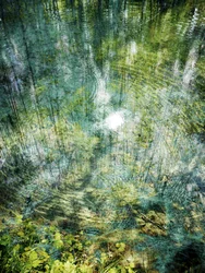 Reflet ondulant de la forêt