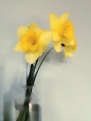 Jonquilles jaune pâle