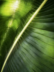 Feuille verte ensoleillée